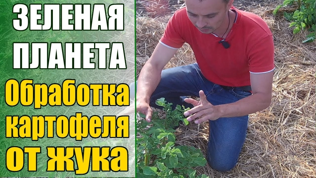 Обработка картофеля от колорадского жука - YouTube