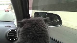 Cat panting like a dog in car by MrGreyness 21,748 views 11 years ago 2 minutes, 51 seconds