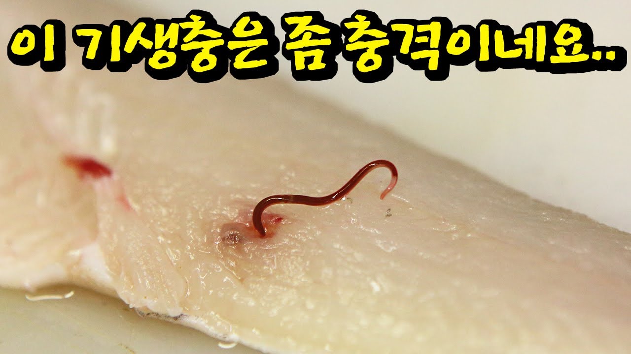Be Careful!! What Is The Identity Of This Parasite That Nests In Fish  Muscles? - Youtube
