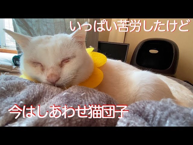 子猫部屋おじさん、ミスター母性猫に甘える The senior kitten and Mr.mother cat