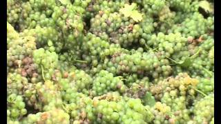 Grape Harvest 3_0001.wmv