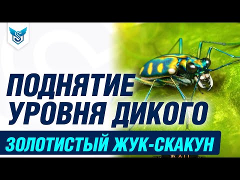 Видео: Поднятие уровня дикого (с 1 по 66) - Золотистый жук скакун - Муравьи подземное царство [RU]