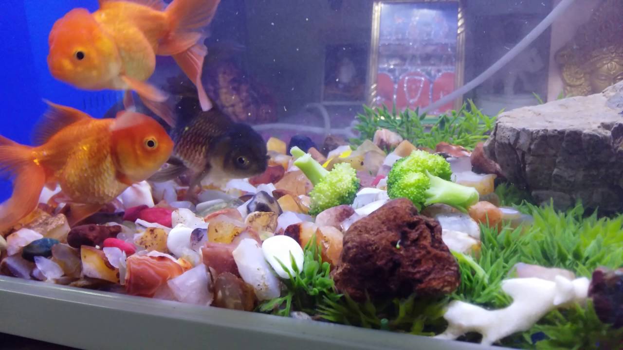 Feeding Oranda Goldfish Broccoli YouTube