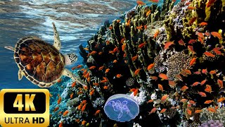 The Ocean 4k - Beautiful coral reef and fish | relaxing music for stress relief