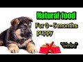 Natural and affordable homemade food for puppies||0-5months puppies||hindi||Simba||gsd