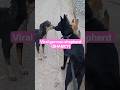 More New Friends for Shanky #dog #more #videos #hititlikegt