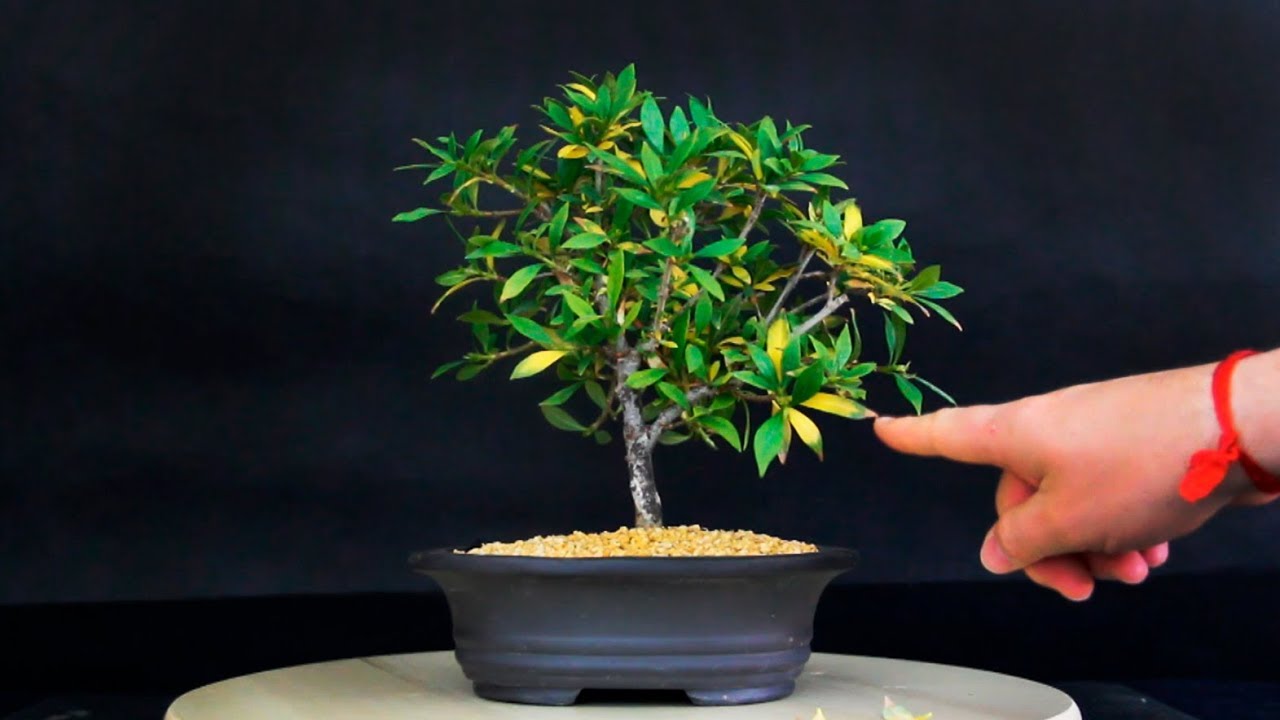 Olivo Bonsai De 10 Aos Con Hojas Amarillas Planeta Huerto