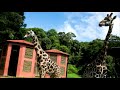 посещение зоопарка в Куритибе - старое видео (плохая камера)