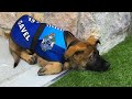 Полицейская собака, уволенная за излишнее "дружелюбие", получает новую работу.