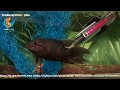 аквариумная рыбка черный макрапод, Macropodus spechti, содержание