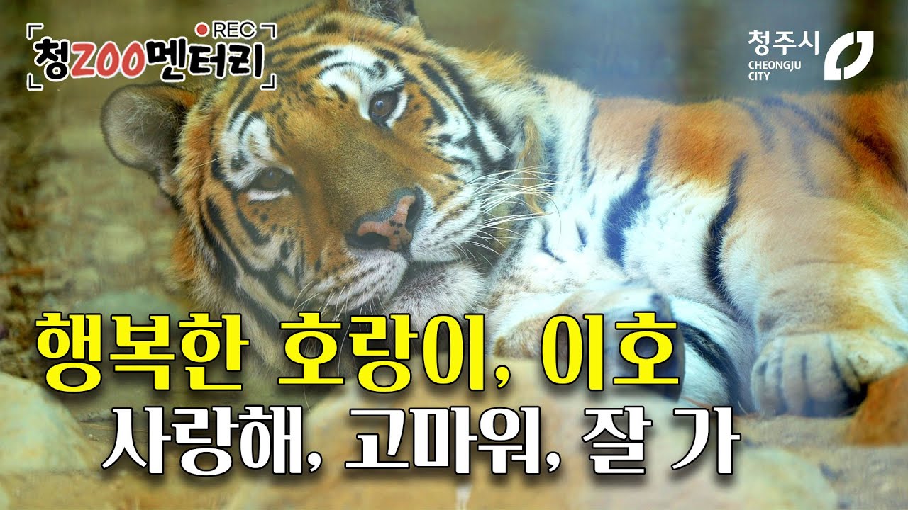 이상한 동물원의 행복한 호랑이, 청주동물원 이호 이야기... 사랑해, 고마워, 잘 가
