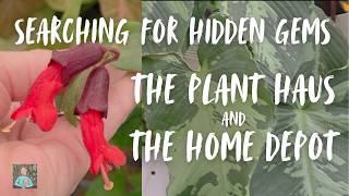 Searching For Hidden Gems: The Plant Haus & The Home Depot