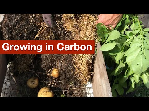 Video: Haulms di patate nel compost - Come compostare i Haulms di piante di patate