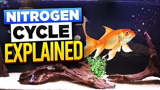 The Aquarium Nitrogen Cycle  (Simple Explanation)