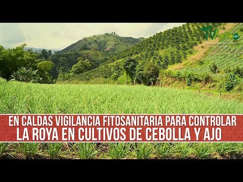 Video: ¿Qué es la Puccinnia allii? Aprenda sobre la roya de la cebolla y el ajo