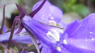 Garden Lobelia - Lobelia Erinus - Brúðarauga - Smáplöntur - Sumarblóm