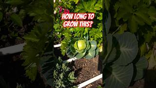 So lange braucht Kohl, um einen Kopf zu bilden! 🥬⏳ #Kohl #Garten #Gartenarbeit