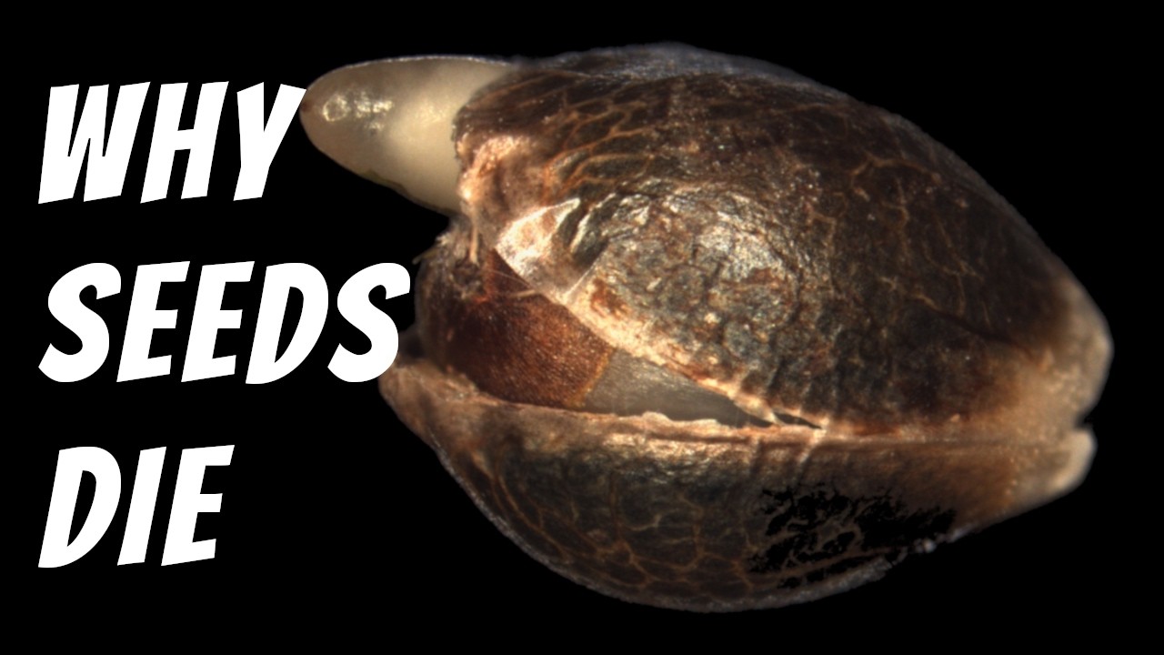 The History of Seed Banking and Tips for Saving Seeds at Home