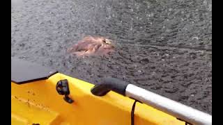 Weird thing in the creek - July 29, 2024