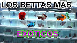 En búsqueda de los BETTAS mas EXOTICOS del mercado de los peces  de MIXHUCA