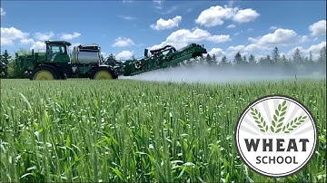 Wheat School: Taking aim at fusarium head blight