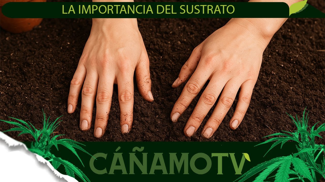 LA IMPORTANCIA DEL SUSTRATO EN EL CULTIVO 🌱 Mars Hydro
