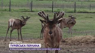 Оленяча ферма та діючий сільський аеродром: що подивитись у Радовичівському еко-парку