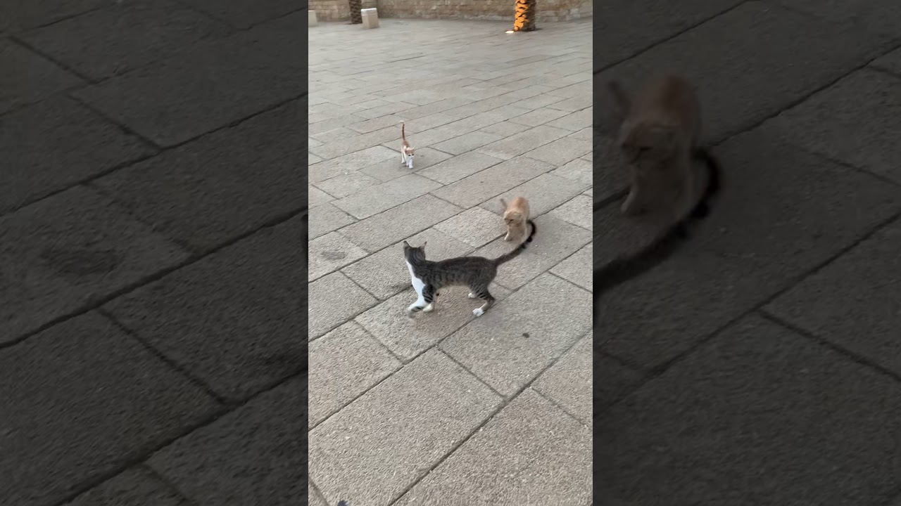 Cats fight crazy animals kedi kavgasi o kedi buraya gelecek YouTube