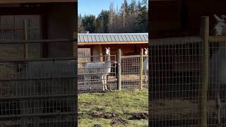 Llama heads turn as fawn speeds past
