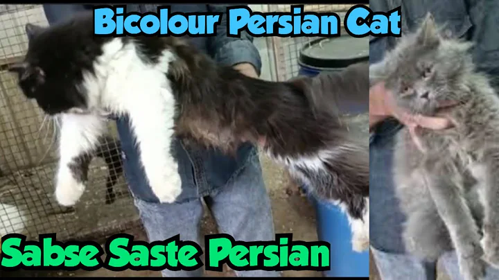 Watch the video about Bicolour Persian cat for sale in Hyderabad | sabse saste Persian kittens available in Shaheen nagar