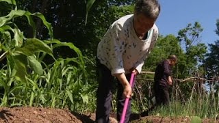 Growing Tradition for Chinese Families at Yale