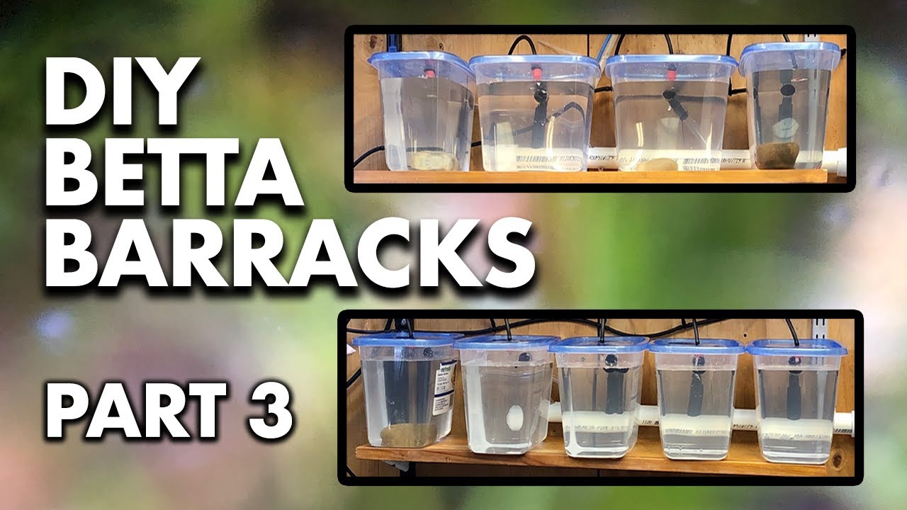 DIY BETTA BARRACKS PART 3