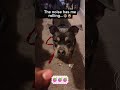 #funny #catfunny #pets #video