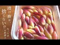 【砂糖なし】みょうがの甘酢漬けで『○○も漬ける』バテ気味にはこれ!作り置きに重宝します。