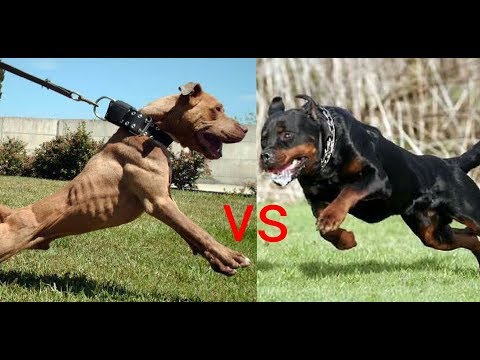 PITBULL mu ? ROTTWEILER mı ? ( Dünyanın En Güçlü Köpek ırkı Hangisi ? ) pitbull vs rottweiler