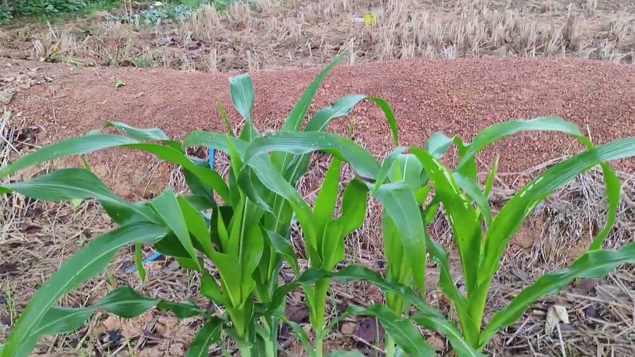 มาหาอยู่หากินข้างสวนลุงช่างเจ​อาหารชั้นสูง​