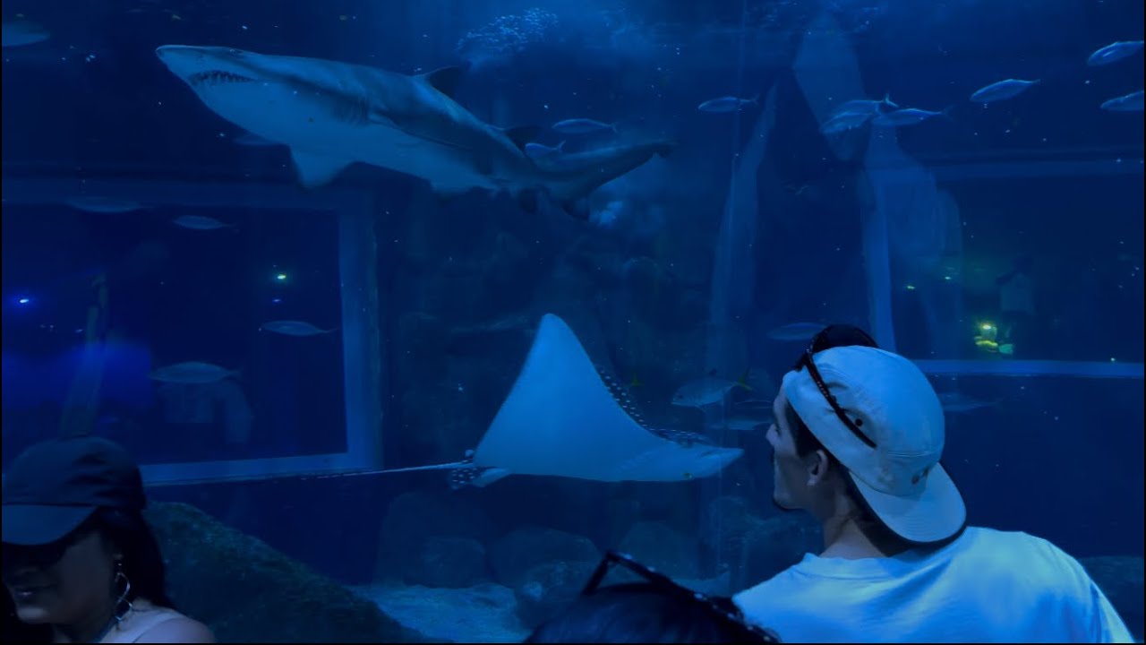 WALKING TOUR PELO MAIOR AQUÁRIO MARINHO DA AMÉRICA DO SUL E AMÉRICA LATINA!! (AquaRio)