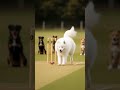 Dogs playing cricket 🏏#DreamScreenAI #cricket #ipl #viral #viratkohli  #dog