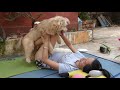 Amazing Smart dogs playing with Lady at Garden   how to play with cute dogs and lady #14