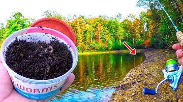 Easy Way To Catch Loads Of Big Bluegill Without A Boat!