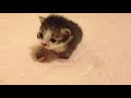 産まれたての子猫と母猫 newborn kittens