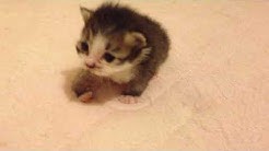 Cat Man Youtube