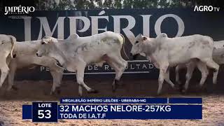 Lote: 53