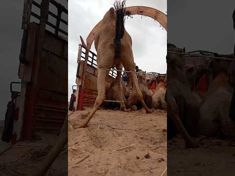 ناقة كبيرة تتحد ى السوق وترفع ذيلها بفخر أمام العربة 