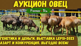 Казахстанские овцы под молоток: Аукцион эдильбаевских овец на выставке животноводства Lepsi-2023.