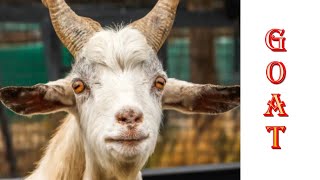 Information of Goats | Goat basic information