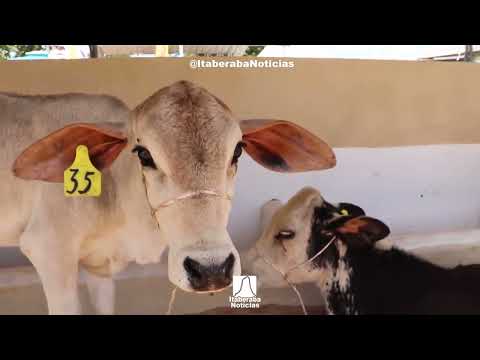 Momentos da 4ª Expo Paraguaçu em Itaberaba