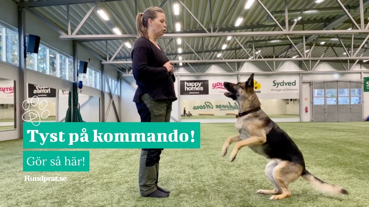 Hund som skäller? - Så lär du ‘tyst’-kommandot steg för steg