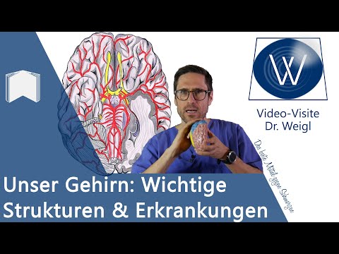 Video: Eichel: Anatomie, Funktion Und Allgemeine Erkrankungen