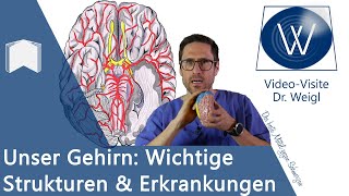 Das Gehirn: Aufbau \& Funktion - 6 häufige Erkrankungen von Alzheimer über Epilepsie bis Schlaganfall